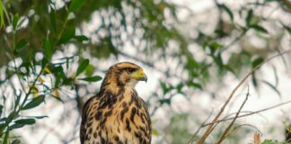 Yasmine Lopez OnlyFans Leaks: What We Know and What’s Going Viral