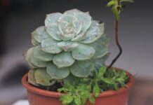 Yumi Eto OnlyFans Leaks: What We Know and What’s Going Viral