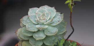 Yumi Eto OnlyFans Leaks: What We Know and What’s Going Viral