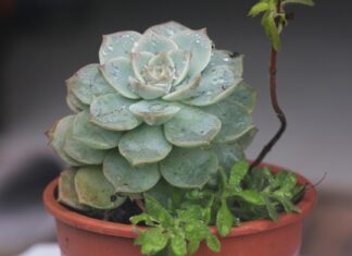 Yumi Eto OnlyFans Leaks: What We Know and What’s Going Viral Yumi Eto OnlyFans Leaks: What We Know and What’s Going Viral