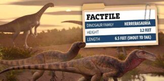 ancient-killer-dinosaur-species-unearthed-after-220-million-years