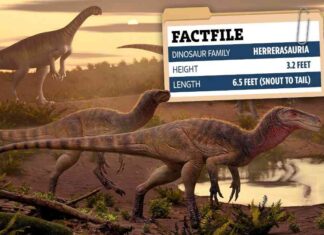 Ancient Killer Dinosaur Species Unearthed After 220 Million Years ancient-killer-dinosaur-species-unearthed-after-220-million-years