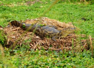 List Crawling Alligator: Unveiling Nature’s Most Fascinating Predator