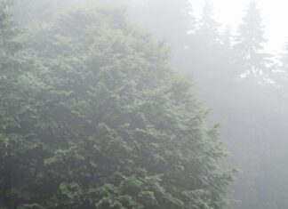 Misty Roberts: Discover The Secrets Behind Her Enchanting Talent