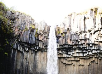 Buy Wild Robot Book: Discover the Magic of Nature and Adventure