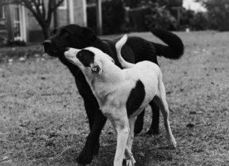 Do Dogs Go to Heaven? Discover the Heartwarming Truth Today!