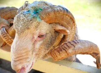 Aries Birthstone: Uncover Its Mystical Powers and Meanings