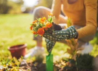 Transform Your Garden into a Colorful Summer Paradise with Aldi’s $4.49 Item transform-your-garden-into-a-colorful-summer-paradise-with-aldis-449-tem