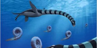 unraveling-the-enigma-of-the-85m-year-old-sea-monster-with-massive-teeth