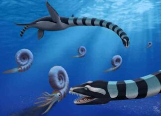 Unraveling the Enigma of the 85m-Year-Old Sea Monster with Massive Teeth unraveling-the-enigma-of-the-85m-year-old-sea-monster-with-massive-teeth