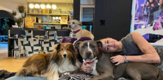 Celebrity Dogs and Their Luxurious Comfort: How Stars Prioritize Pet Health Celebrity Dogs and Their Luxurious Comfort: How Stars Prioritize Pet Health