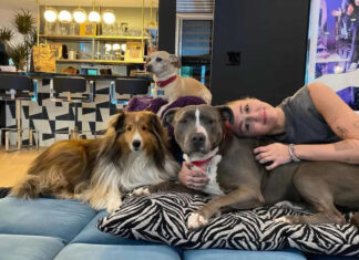 Celebrity Dogs and Their Luxurious Comfort: How Stars Prioritize Pet Health Celebrity Dogs and Their Luxurious Comfort: How Stars Prioritize Pet Health